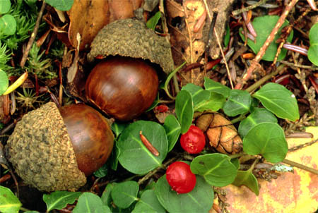 [Image: acorns.jpg]